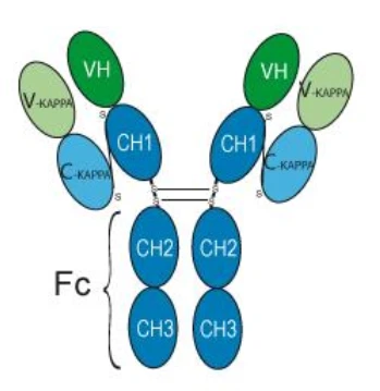 Pembrolizumab Monoclonal Antibody Inhibitors